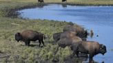 The Blackfeet Are Freeing Wild Bison Back Onto Native Lands After Centuries Of Devastation