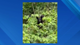 Video: Black bear casually strolls in New Jersey after town issues alert