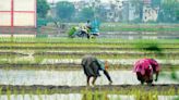 Punjab Agricultural University experts for timely weed mgmt for direct seeded rice