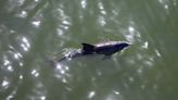 More than 100 dolphins feared dead in Black Sea due to war in Ukraine, scientist says
