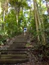 Bukit Timah Nature Reserve