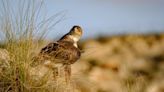 When the First Homo sapiens Met Eagles: The Ancient Roots of Bonelli’s Eagle in the Mediterranean