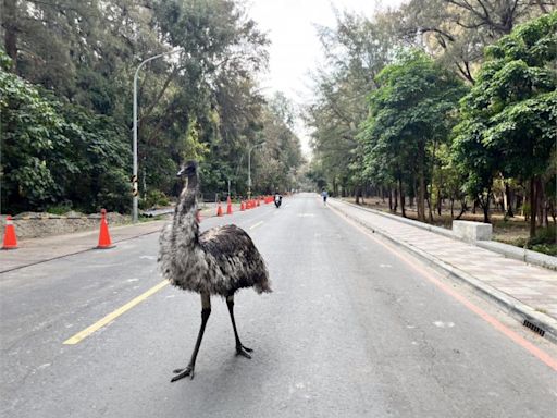 好大一隻鳥！ 台南漁光島出現"鴯鶓"逛大街