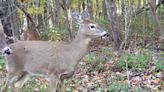 Chronic wasting disease: Death of 2 hunters in US raises fear of 'zombie deer'