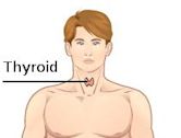 Thyroid