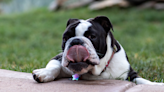 Bulldog at Wisconsin Humane Society 'Always Looks Sad' and People Are Heartbroken