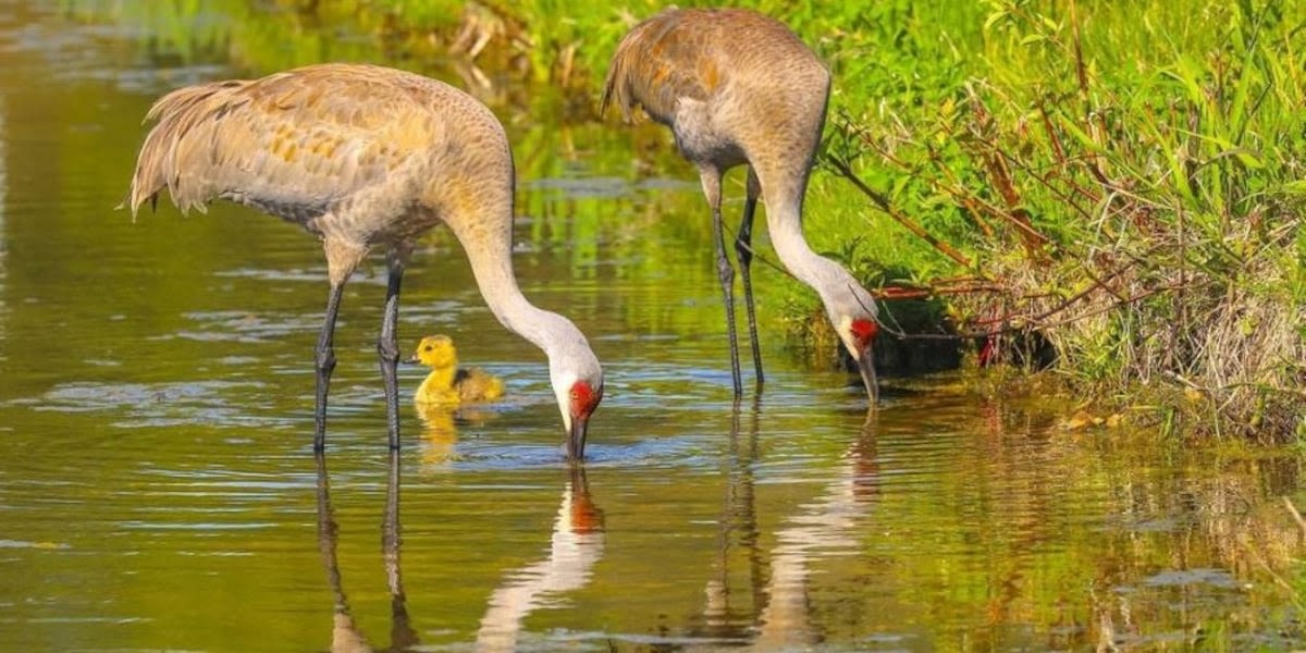 Mated pair of sandhill cranes raised solitary gosling dubbed ‘Lucy’