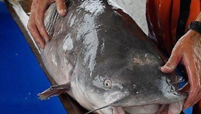 New regulations encourage Kansas anglers to seek blue catfish