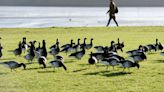 Geese put paid to plan for 390 homes on Cadbury’s pitch and putt site