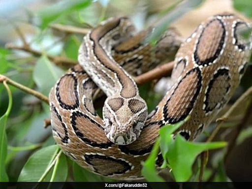 Deadly Viper On The Rise: Bangladesh Grapples With Snake Crisis