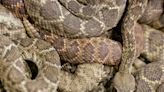 Rattlesnake 'mega-den' goes live on webcam that captures everyday lives of maligned reptile