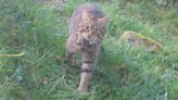 Six wildcat kittens born in the Cairngorms a 'major milestone'