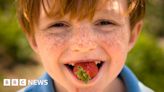 Pick Your Own: Strawberry pickers warned to stop eating fruit