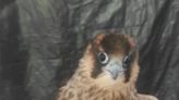 Importante éxito en la cría de halcones peregrinos en Jerez: nacen tres aves en un edificio de la plaza del Caballo