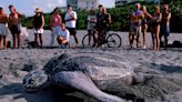 No male sea turtles are being born in Florida because hotter sand from climate change is producing only females, scientist said