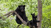 This city has seen the most black bear deaths in BC this year | News