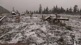 WSDOT camera catches family of elk playing in snow on I-90 wildlife bridge