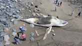 Dead humpback whale washes ashore again, this time in Swampscott