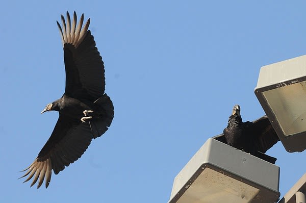 Arkansas black vultures studied | Northwest Arkansas Democrat-Gazette
