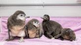 New England Aquarium welcomes 4 new penguin chicks hatched this spring (Photos, Video)