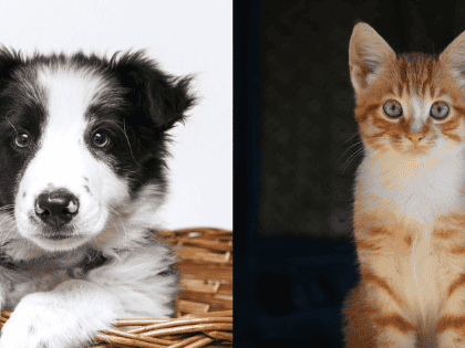 Mascotas: Esto sueñan los gatos y los perros, según especialistas de Harvard