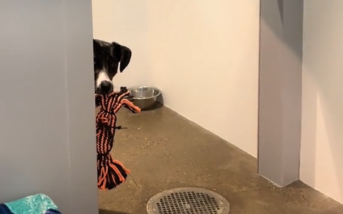 Shelter pup desperate for visitors to play with her, but is too shy to ask