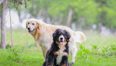 Owner gets golden retriever a puppy to play with—but there's a problem