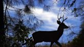 A lethal wildlife disease is stalking South Carolina. How ‘zombie deer’ threaten the state