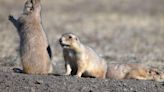 Plague confirmed in Badlands-Conata ecosystem prairie dogs