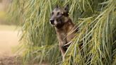 Search Dog Missing After Leading Rescuers to Lost Children in Amazon Jungle