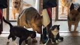Tres pastores alemanes rescatan a un gato vaquita y suplican a su humano para adoptarlo