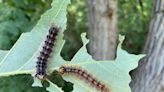 These 5 invasive insects pose the biggest threats to Wisconsin trees, experts say