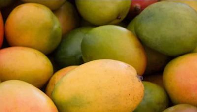Online Business Model Helps Karnataka Farmer Sell 1,800 Kg Of Mangoes In 2 Months - News18
