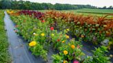 'Plant hardiness' can help map Wisconsin's changing climate. Here's how.