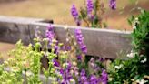 10 Best Broccoli Companion Plants