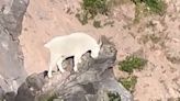 Hikers in shock after spotting Rocky Mountain animal in Oregon