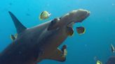 ‘Our Living World’ Explains Why Protecting Sharks Is Critical for Us All | Exclusive Video