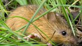 Group to sue over habitat for Meadow jumping mouse recovery in Lincoln National Forest