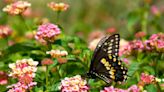 Try these plants to attract bees, birds, and butterflies to your North Texas garden