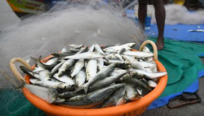 Cooler coastal waters of Kerala may have led to Sardine Rush, say researchers