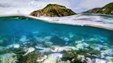 Earth’s Coral Reefs Face a New, Deadly Mass Bleaching. They Can Still Be Saved