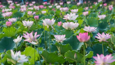 【賞花之旅】2024白河蓮花季，欣賞盛夏蓮花風情！