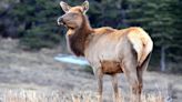 8-year-old girl attacked by a cow elk while riding her bike