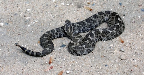 It is snake season in Pennsylvania. Here are the 3 venomous species to be aware of