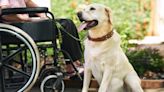 Best Service Dog Breeds for People With Disabilities