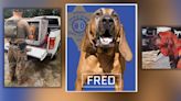 ‘Remarkable K9′: York County Sheriff’s Office bloodhound unexpectedly dies