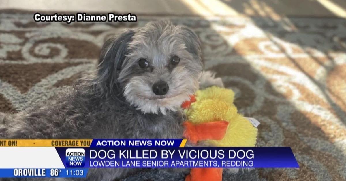 Redding dog attack kills pet and inures owner