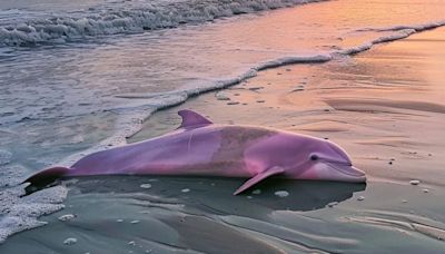 Fact Check: Pics Supposedly Show Pink Dolphin Seen Off the Coast of North Carolina. We Checked To See if They Were Real or AI