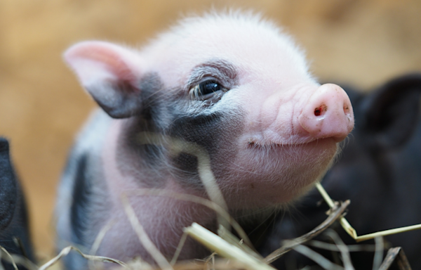 Piglet Begs for Scratches After Seeing Mama Pig Get Premium Treatment