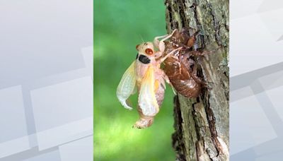 GALLERY: Cicadas emerging in Cedar Rapids